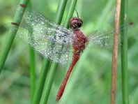 Blutrote Heidelibelle, Sympetrum sanguineum