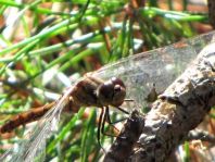 Blutrote Heidelibelle, Sympetrum sanguineum