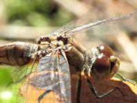 Blutrote Heidelibelle, Sympetrum sanguineum