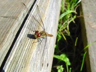 Blutrote Heidelibelle, Sympetrum sanguineum, Weibchen