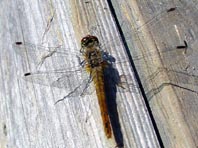 Blutrote Heidelibelle, Sympetrum sanguineum, Weibchen