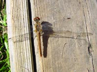 Blutrote Heidelibelle, Sympetrum sanguineum, Weibchen