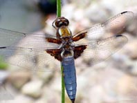 Plattbauch, Libellula depressa