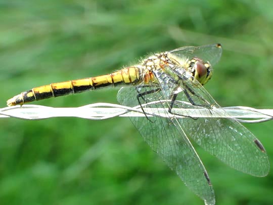Sympetrum danae, Schwarze Heidelibelle