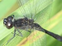 Sympetrum danae, Schwarze Heidelibelle