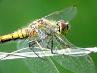 Sympetrum danae, Schwarze Heidelibelle