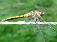 Sympetrum danae, Schwarze Heidelibelle