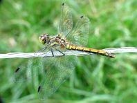 Sympetrum danae, Schwarze Heidelibelle