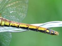 Sympetrum danae, Schwarze Heidelibelle