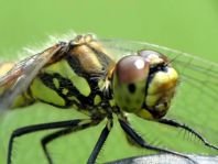 Sympetrum danae, Schwarze Heidelibelle