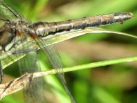 Sympetrum danae, Schwarze Heidelibelle