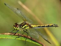 Sympetrum danae, Schwarze Heidelibelle