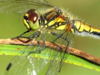 Sympetrum danae, Schwarze Heidelibelle