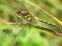 Sympetrum danae, Schwarze Heidelibelle