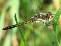 Sympetrum danae, Schwarze Heidelibelle