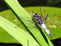 Spitzenfleck, Libellula fulva