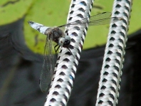 Spitzenfleck, Libellula fulva