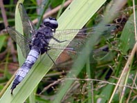 Spitzenfleck, Libellula fulva