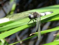 Spitzenfleck, Libellula fulva