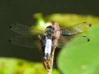 Spitzenfleck, Libellula fulva