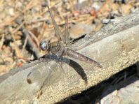 Spitzenfleck, Libellula fulva