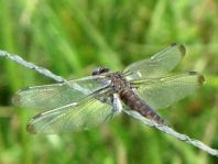 Spitzenfleck, Libellula fulva