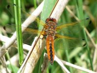 Spitzenfleck, Libellula fulva