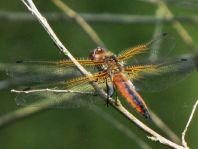 Spitzenfleck, Libellula fulva