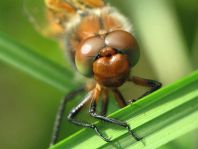 Spitzenfleck, Libellula fulva