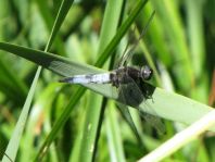 Spitzenfleck, Libellula fulva