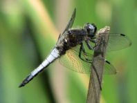 Spitzenfleck, Libellula fulva