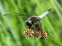 Spitzenfleck, Libellula fulva