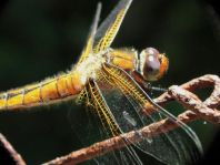 Spitzenfleck, Libellula fulva