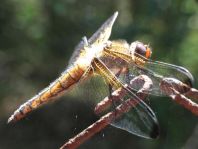 Spitzenfleck, Libellula fulva