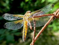 Spitzenfleck, Libellula fulva