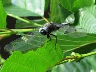 Spitzenfleck, Libellula fulva