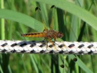 Spitzenfleck, Libellula fulva