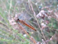 Sympetrum depressiusculum, Sumpf-Heidelibelle