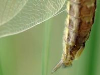 Libellula quadrimaculata, Vierfleck