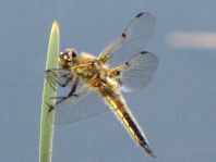 Libellula quadrimaculata, Vierfleck