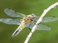 Libellula quadrimaculata, Vierfleck