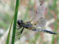 Libellula quadrimaculata, Vierfleck