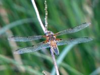 Libellula quadrimaculata, Vierfleck