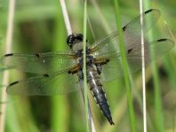 Libellula quadrimaculata, Vierfleck