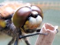 Libellula quadrimaculata, Vierfleck