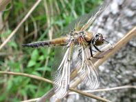 Libellula quadrimaculata, Vierfleck