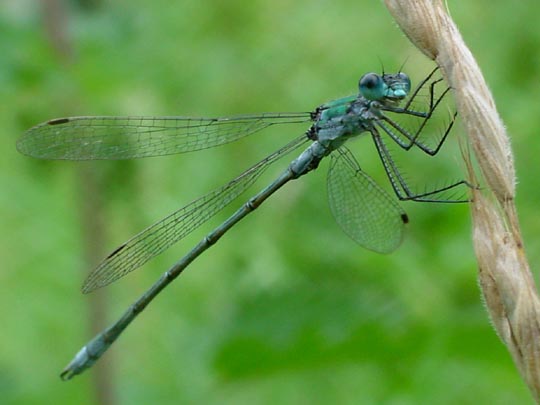 Gemeine Binsenjungfer, Lestes sponsa