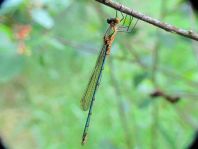 Gemeine Binsenjungfer, Lestes sponsa