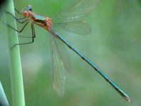 Gemeine Binsenjungfer, Lestes sponsa