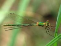 Gemeine Binsenjungfer, Lestes sponsa